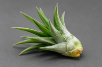 Tillandsia velutina S