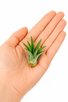 Tillandsia velutina S