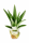 Tillandsia velutina S