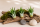 Tillandsia velutina S
