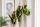 Tillandsia velutina S