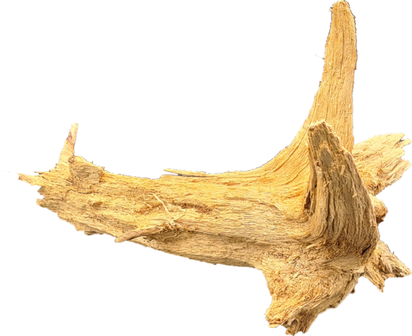 Fichtenwurzel ca. 20-30 cm