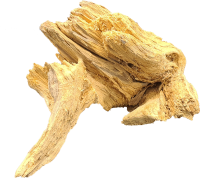 Fichtenwurzel ca. 20-30 cm