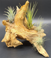 Fichtenwurzel ca. 20-30 cm