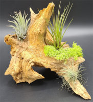 Fichtenwurzel ca. 20-30 cm