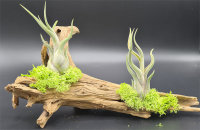 Fichtenwurzel ca. 20-30 cm