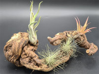 Reb-Knuddel 20-30 cm