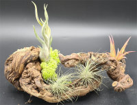 Reb-Knuddel 20-30 cm