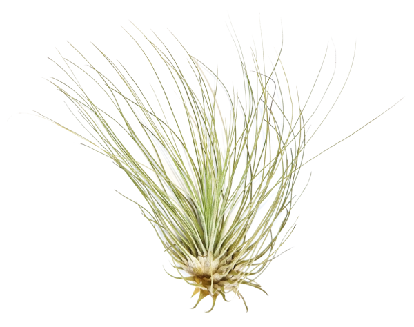 Tillandsia fuchsii v gracilis L