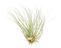 Tillandsia fuchsii v gracilis L