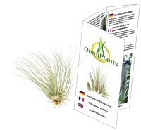 Tillandsia fuchsii v gracilis L