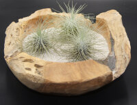 Tillandsia fuchsii v gracilis L