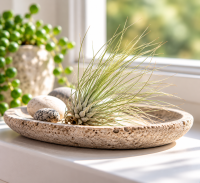 Tillandsia fuchsii var. gracilis L – Luftpflanze ca. 8 cm – Air Plant