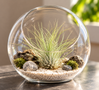 Tillandsia fuchsii var. gracilis L – Luftpflanze ca. 8 cm – Air Plant
