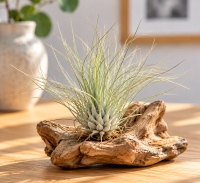 Tillandsia fuchsii var. gracilis L – Luftpflanze ca. 8 cm – Air Plant