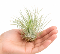Tillandsia fuchsii var. gracilis L – Luftpflanze ca. 8 cm – Air Plant