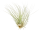 Tillandsia fuchsii v gracilis L