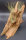 Tillandsia fuchsii v gracilis L