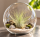 Tillandsia fuchsii var. gracilis L – Luftpflanze ca. 8 cm – Air Plant