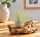 Tillandsia fuchsii var. gracilis L – Luftpflanze ca. 8 cm – Air Plant
