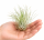 Tillandsia fuchsii var. gracilis L – Luftpflanze ca. 8 cm – Air Plant