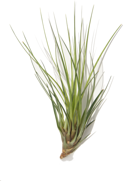 Tillandsia tricolor L, ca. 20 cm groß, Tillandsie, Bromeliengewächs