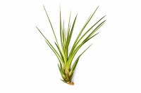 Tillandsia tricolor L ca. 20 cm – Luftpflanze ohne...