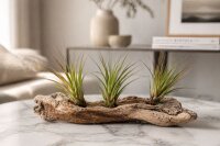 Tillandsia tricolor L ca. 20 cm – Luftpflanze ohne Erde