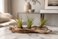 Tillandsia tricolor L ca. 20 cm – Luftpflanze | Bromelie | ideal für Terrarium, Deko & DIY Pflanzengestecke