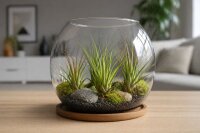Tillandsia tricolor L ca. 20 cm – Luftpflanze ohne Erde