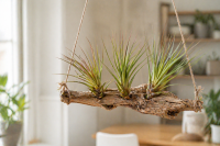 Tillandsia tricolor L ca. 20 cm – Luftpflanze | Bromelie | ideal für Terrarium, Deko & DIY Pflanzengestecke
