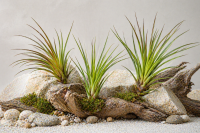 Tillandsia tricolor L ca. 20 cm – Luftpflanze | Bromelie | ideal für Terrarium, Deko & DIY Pflanzengestecke
