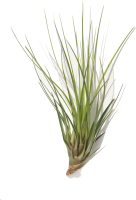 Tillandsia tricolor L, ca. 20 cm groß, Tillandsie,...