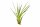 Tillandsia tricolor L ca. 20 cm – Luftpflanze ohne Erde