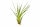 Tillandsia tricolor L ca. 20 cm – Luftpflanze | Bromelie | ideal für Terrarium, Deko & DIY Pflanzengestecke