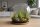 Tillandsia tricolor L ca. 20 cm – Luftpflanze ohne Erde