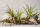 Tillandsia tricolor L ca. 20 cm – Luftpflanze ohne Erde