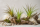 Tillandsia tricolor L ca. 20 cm – Luftpflanze | Bromelie | ideal für Terrarium, Deko & DIY Pflanzengestecke