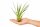 Tillandsia tricolor L ca. 20 cm – Luftpflanze ohne Erde