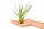 Tillandsia tricolor L ca. 20 cm – Luftpflanze | Bromelie | ideal für Terrarium, Deko & DIY Pflanzengestecke