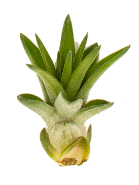 Tillandsia caput medusae XL, ca. 25 cm groß, Tillandsie, Bromeliengewächs