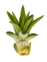 Tillandsia caput medusae XL, ca. 25 cm groß,...