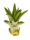 Tillandsia caput medusae XL, ca. 25 cm groß, Tillandsie, Bromeliengewächs