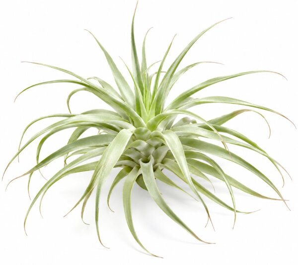 Tillandsia cacticola Bright Leaf – große Tillandsie ca. 18–20 cm – Luftpflanze 20–23 cm Ø – pflegeleichte Air Plant für Deko, Holz, Stein & Terrarium