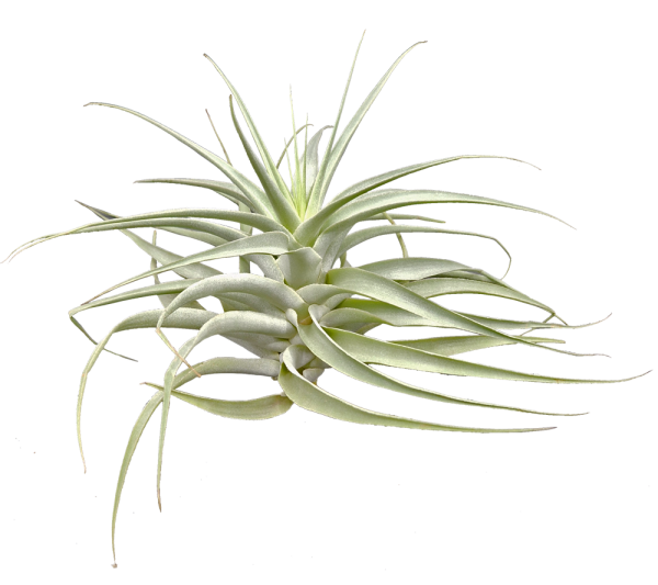 Tillandsia cacticola bright leaf