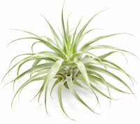 Tillandsia cacticola Bright Leaf – große...