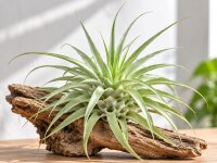 Tillandsia cacticola Bright Leaf – große Tillandsie ca. 18–20 cm – Luftpflanze 20–23 cm Ø – pflegeleichte Air Plant für Deko, Holz, Stein & Terrarium