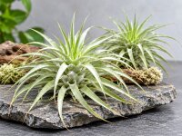 Tillandsia cacticola Bright Leaf – große Tillandsie ca. 18–20 cm – Luftpflanze 20–23 cm Ø – pflegeleichte Air Plant für Deko, Holz, Stein & Terrarium