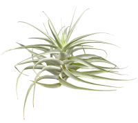Tillandsia cacticola bright leaf