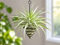 Tillandsia cacticola Bright Leaf – große Tillandsie ca. 18–20 cm – Luftpflanze 20–23 cm Ø – pflegeleichte Air Plant für Deko, Holz, Stein & Terrarium